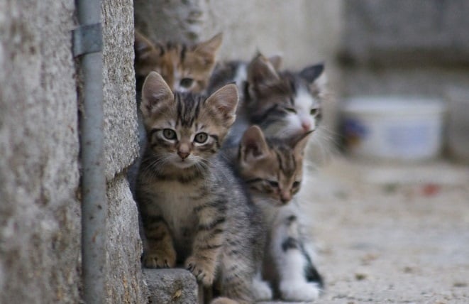 TD"Stray Kitten Falls into Sawmill Machine, Leaving Workers in Shock"