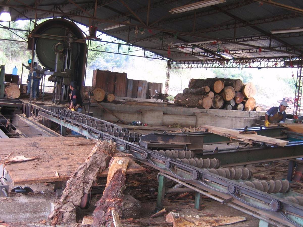 TD"Stray Kitten Falls into Sawmill Machine, Leaving Workers in Shock"