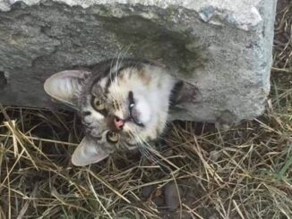 TD.The kitten finds itself in the direst situation, trapped in a block of cement, its eyes reflecting deep remorse.