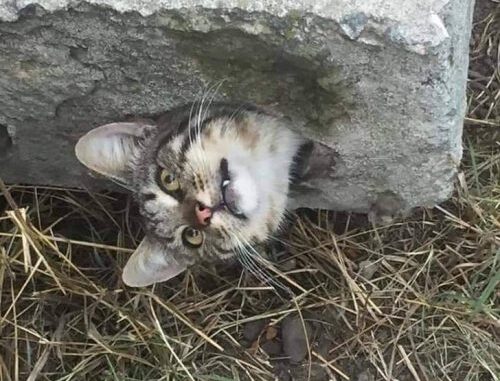 TD.The kitten finds itself in the direst situation, trapped in a block of cement, its eyes reflecting deep remorse.