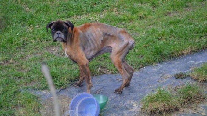 TD.Boxer, Once Skin and Bones After Owners' Death, Finally Receives Help