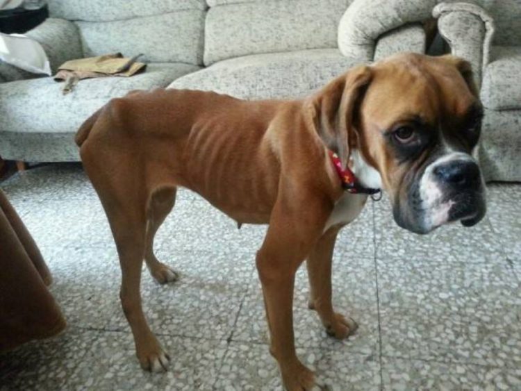 TD.Boxer, Once Skin and Bones After Owners' Death, Finally Receives Help