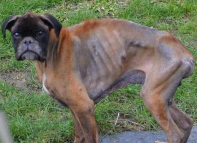 TD.Boxer, Once Skin and Bones After Owners' Death, Finally Receives Help