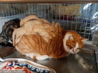 TD."Volunteers Rally to Rescue Stray Kitten with Unbelievable Dreadlocks"