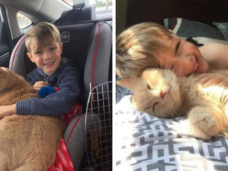 TD.They offered to adopt a pet, and he chose a huge 10-year-old feline longing for a family.