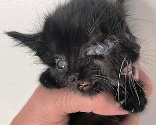 TD.The two-faced kitten, with one body and one head, finds a home with the veterinarian who saved it.