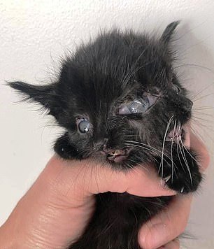 TD.The two-faced kitten, with one body and one head, finds a home with the veterinarian who saved it.