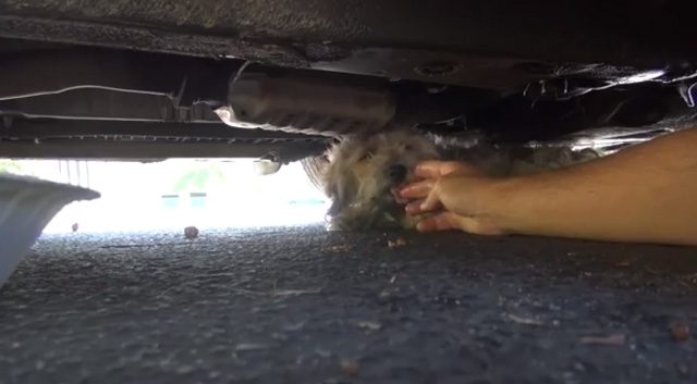 TD"Puppy Found Under Car, Complaining of Pain, Fully Heals and Finds Happiness"