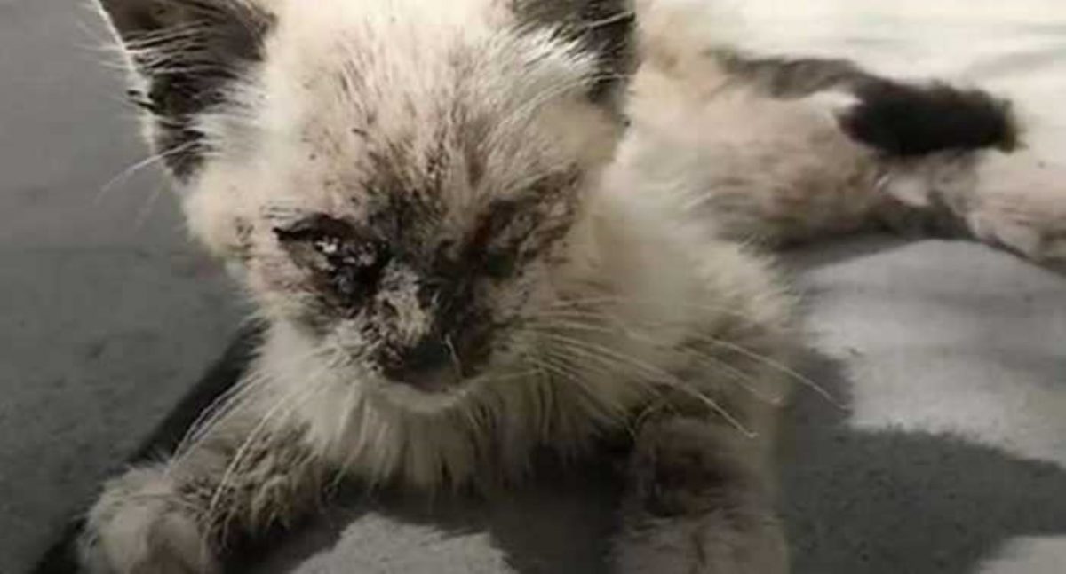 TD"The Abandoned Kitten in Such Critical Condition It Was Painful to See"