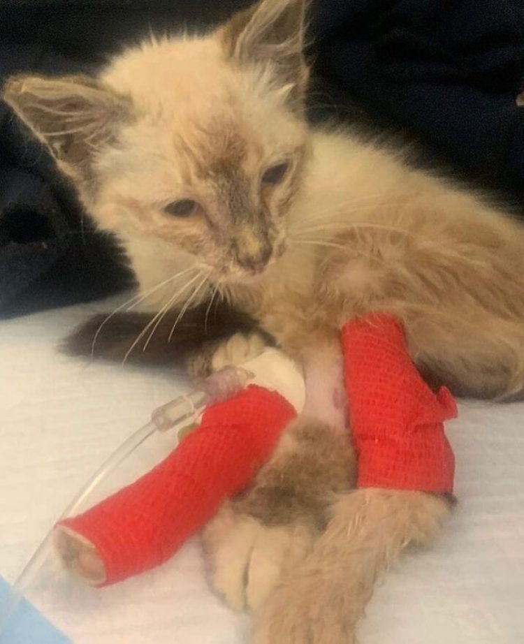 TD"The Abandoned Kitten in Such Critical Condition It Was Painful to See"