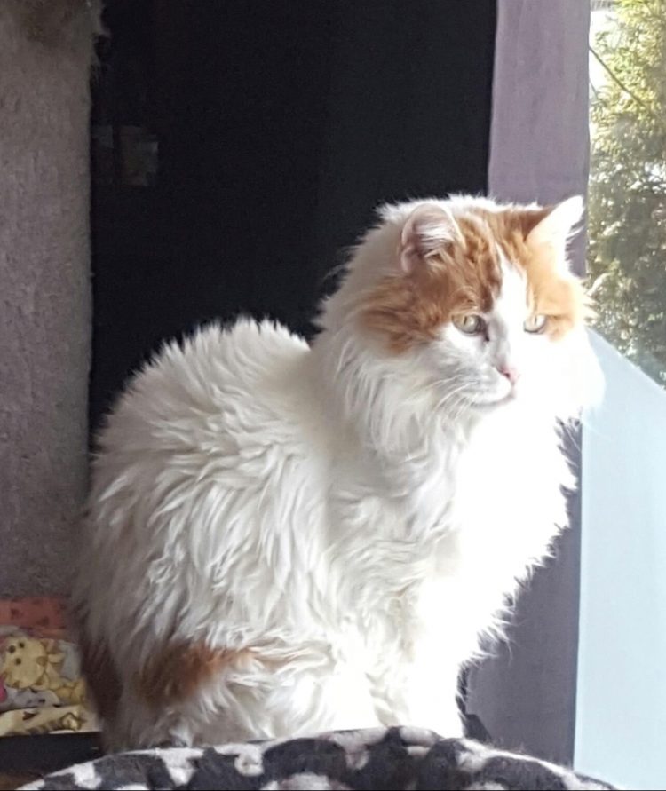 TD.Elderly Cat Abandoned, Found Struggling for Help Until Exhausted