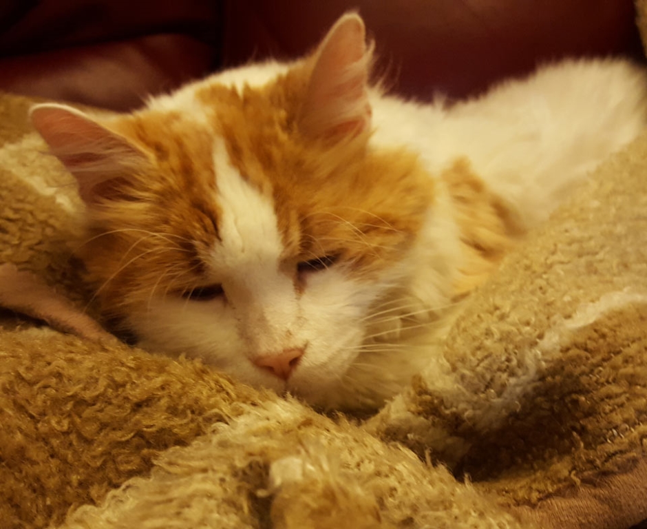 TD.Elderly Cat Abandoned, Found Struggling for Help Until Exhausted