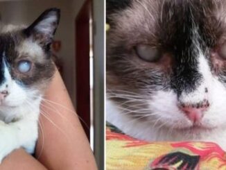 TD."Adopts Blind and Elderly Cat Struggling Between Life and Death After Being Abandoned"