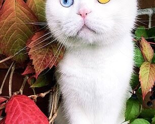 TD.A cat faces rejection from everyone due to the peculiar appearance of its mismatched eyes.