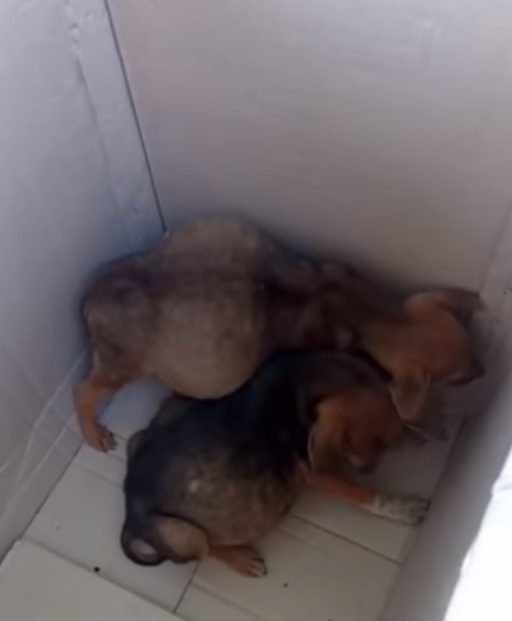 TD"Pups Found Nursing Each Other with Swollen Bellies Despite Illness"