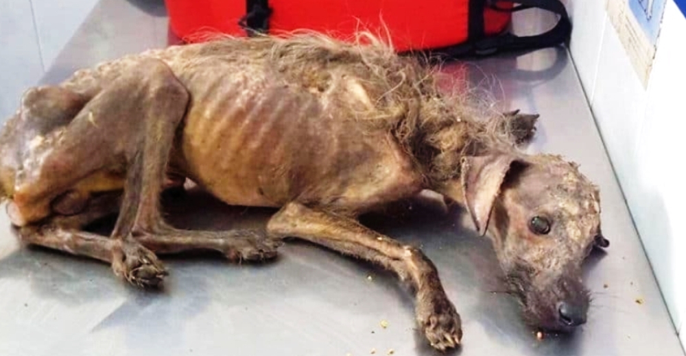 TD"The Christmas-Rescued Puppy Defying Death, Brought Back from 'Hell' by a Woman"