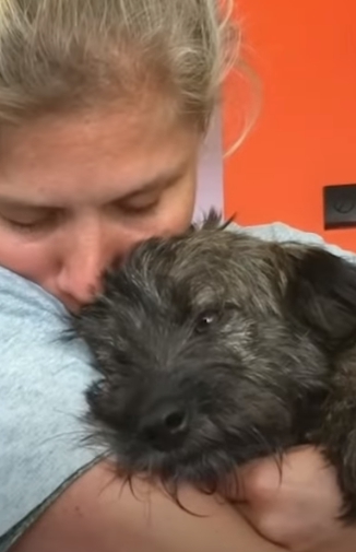 TD"The Christmas-Rescued Puppy Defying Death, Brought Back from 'Hell' by a Woman"