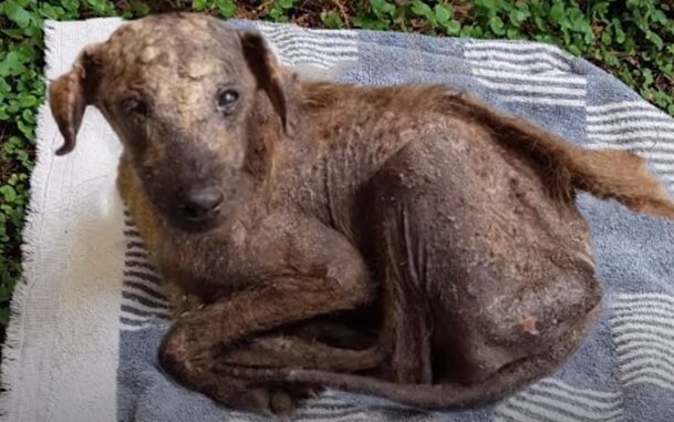 TD"The Christmas-Rescued Puppy Defying Death, Brought Back from 'Hell' by a Woman"