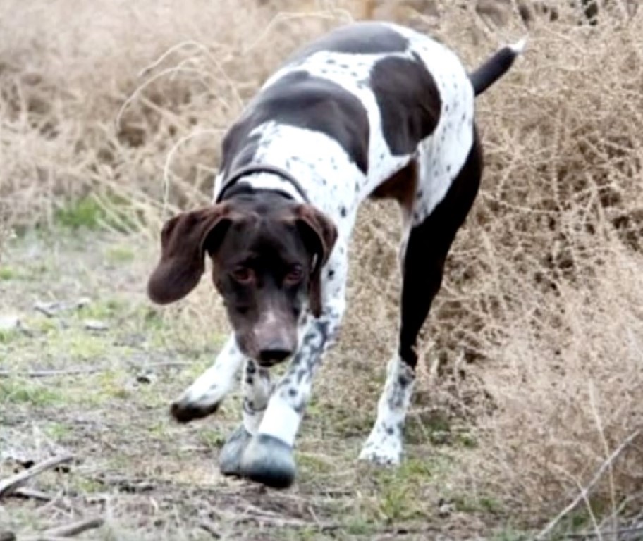 TD.Rattlesnake latches onto a puppy and bites him 5 times as he tries to free himself.