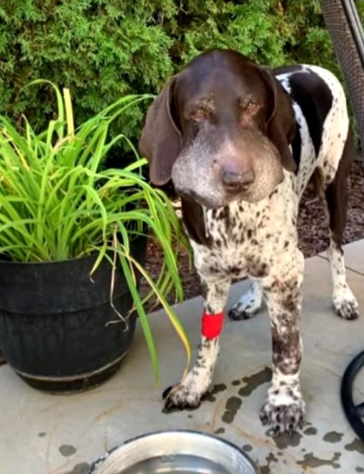 TD.Rattlesnake latches onto a puppy and bites him 5 times as he tries to free himself.