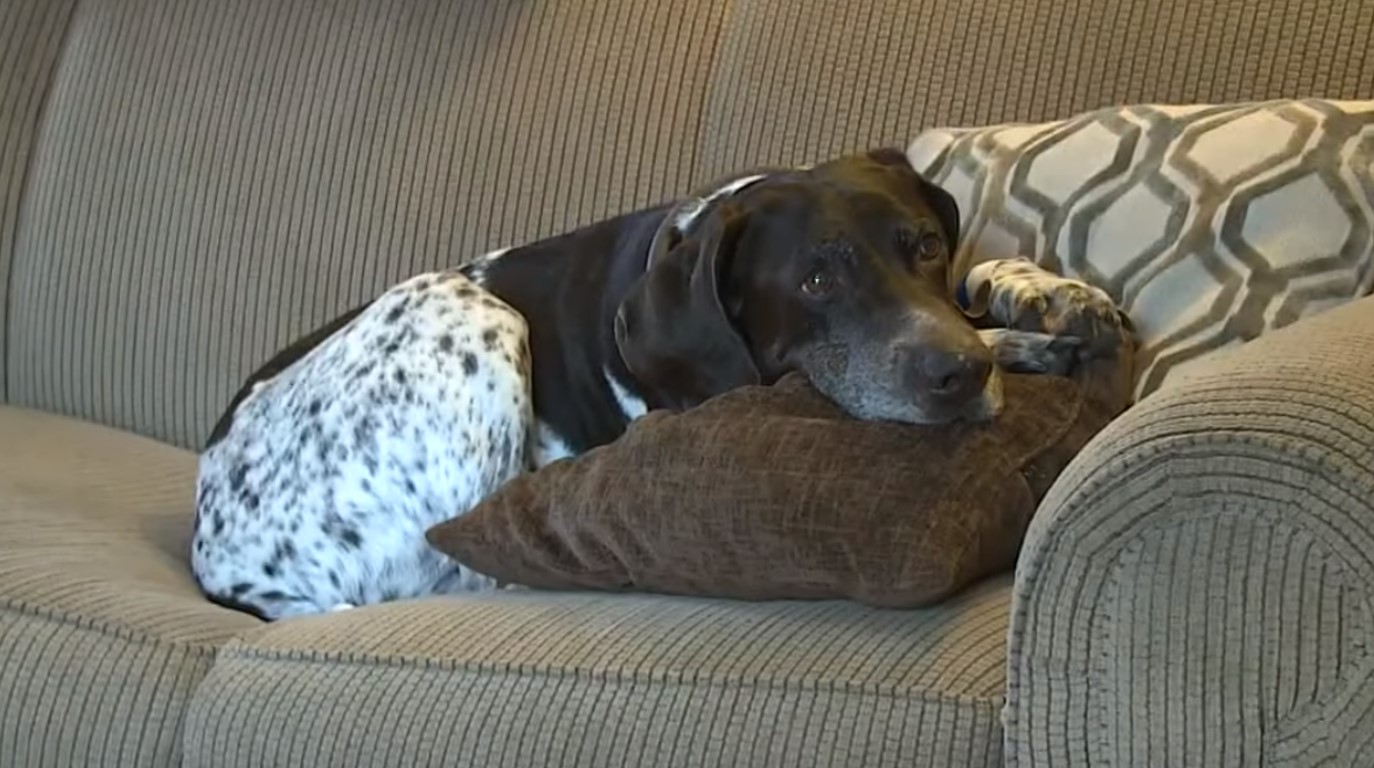 TD.Rattlesnake latches onto a puppy and bites him 5 times as he tries to free himself.