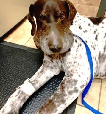 TD.Rattlesnake latches onto a puppy and bites him 5 times as he tries to free himself.